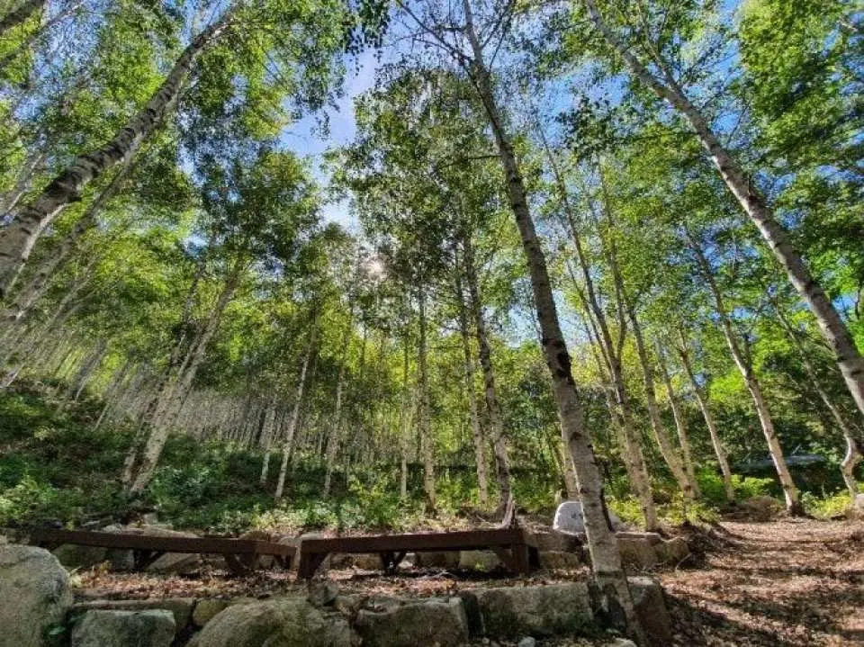 Gimcheon Healing Forest: A relaxing forest space famous for its fresh air, quiet walking paths, and calming atmosphere. Surrounded by tall trees and mountain nature, it’s the perfect place to recharge both body and mind.
