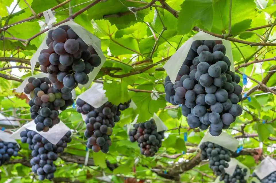 All-you-can-eat grape picking featuring only the sweet Berry A variety!!! (30 minutes)