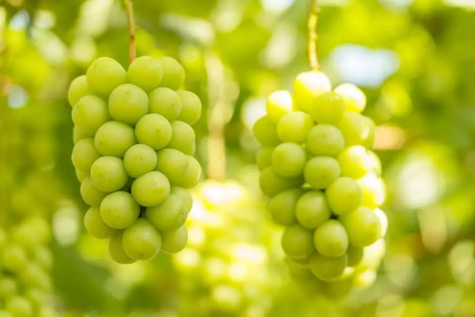 องุ่นพันธุ์ Shine Muscat มีรสหวานเหมือนมะม่วง เนื้อกรอบ และฉ่ำน้ำ!