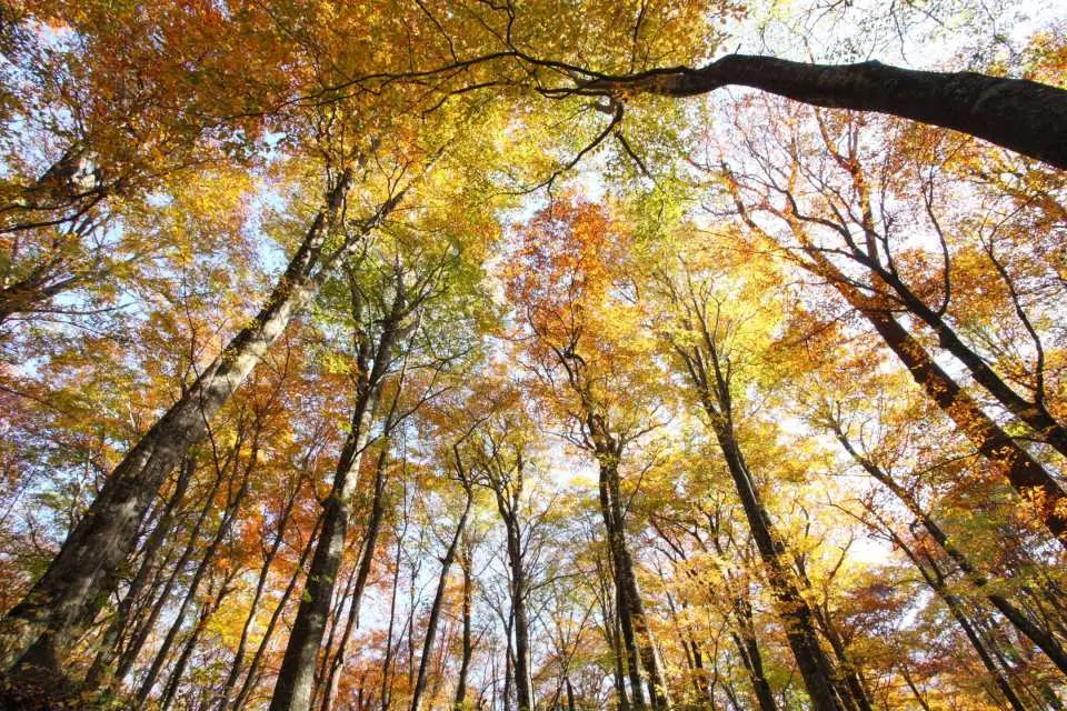 We'll walk along a path surrounded by giant beech trees, heading towards the beautiful Aoiike Pond in the Twelve Lakes area!

*Regardless of the autumn foliage conditions, if the tour is scheduled to depart, it will proceed.
