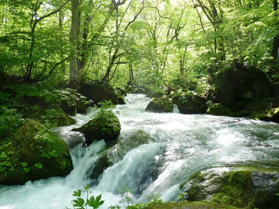 [Oirase Stream in Summer]
The clear stream flowing through the forest is truly a work of art woven by nature itself!