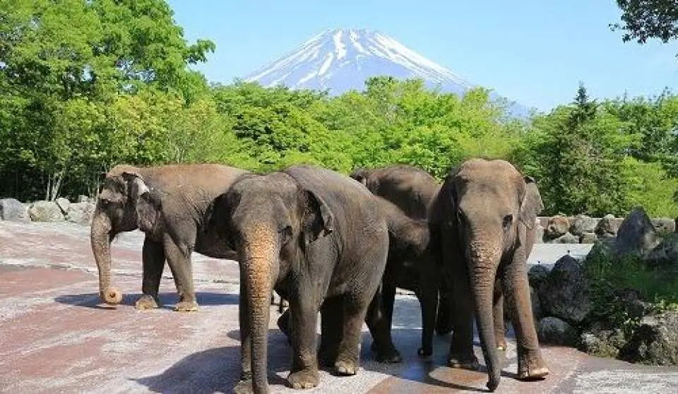 富士野生動物園位於富士山腳下的靜岡縣裾野市，是日本極具人氣的沉浸式野生動物園，也是東京出發富士山一日遊的經典必打卡點。 富士野生動物園佔地約 130 公頃，飼養了約 90 種、1000 多隻動物，是日本規模較大的野生動物園之一。搭乘叢林巴士駛入猛獸散養區，近距離邂逅漫步的獅群、探頭的長頸鹿，感受沉浸式野趣體驗。園區內還設有互動餵食區，可與溫順小動物近距離接觸。天氣晴好時，還能收穫野生動物與富士山同時出現在照片中的限定畫面。