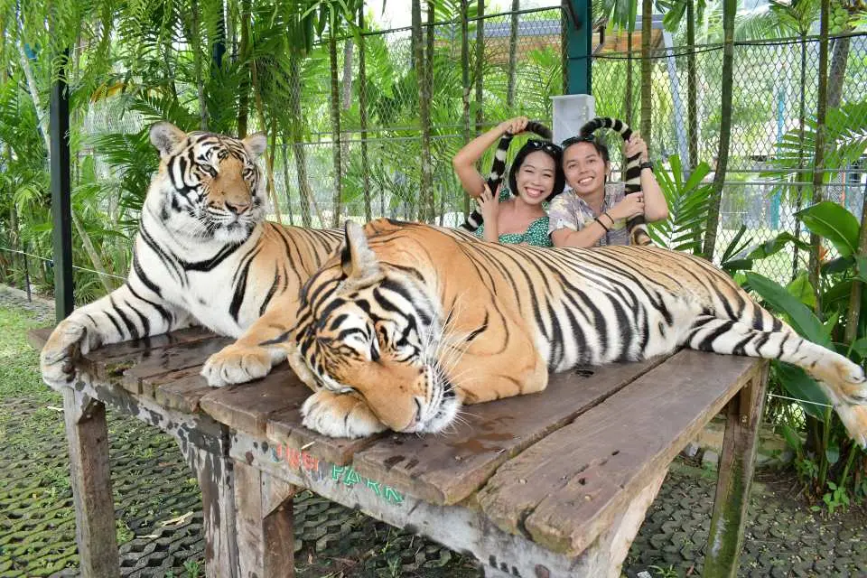Touch and take photos with professionally trained tigers of various sizes