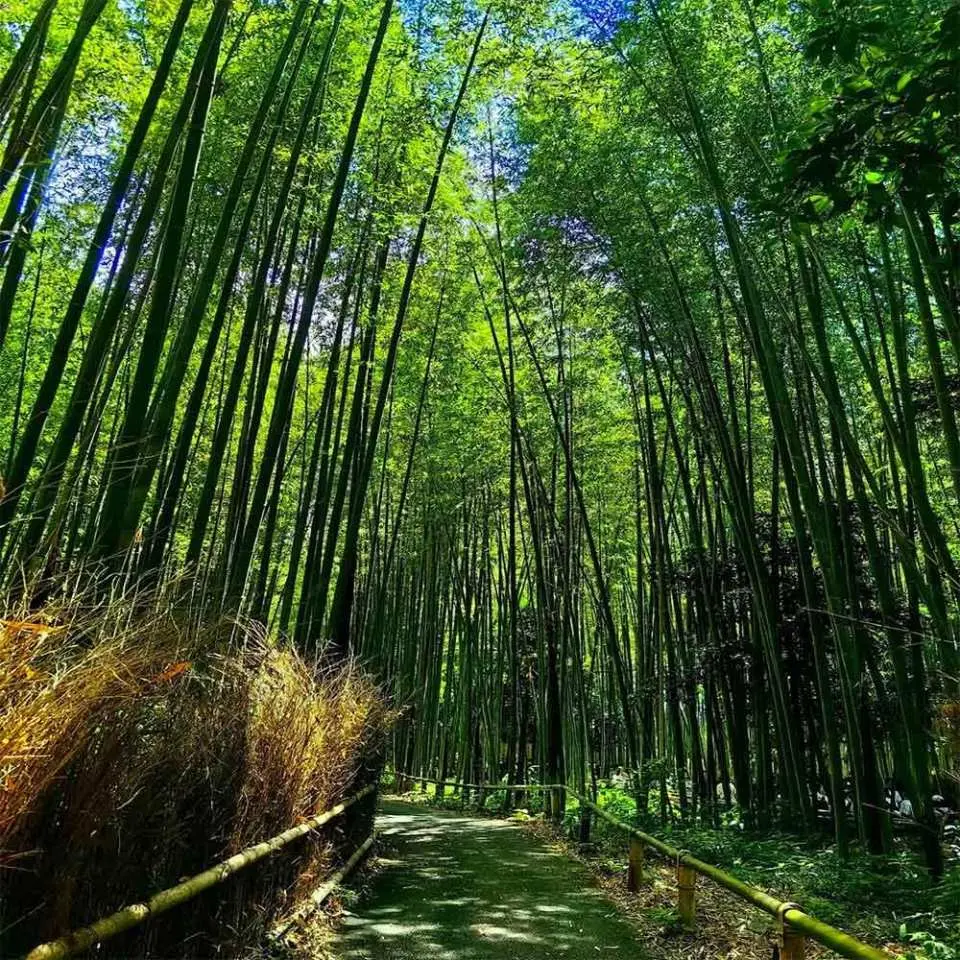 京都嵐山竹林小徑