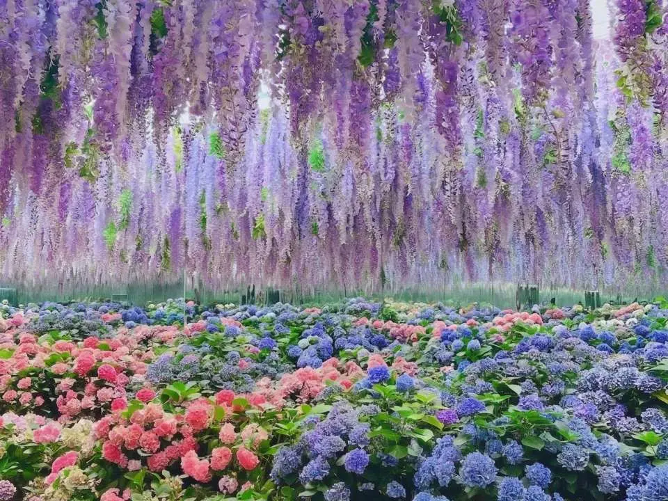 嘉平秋海棠 巨型溫室花園、 園區內擁有超大的室內溫室，一年四季不論外面刮風下雨，裡面都開滿了五彩繽紛的秋海棠（Begonia）與各式花卉，超級適合拍照打卡！