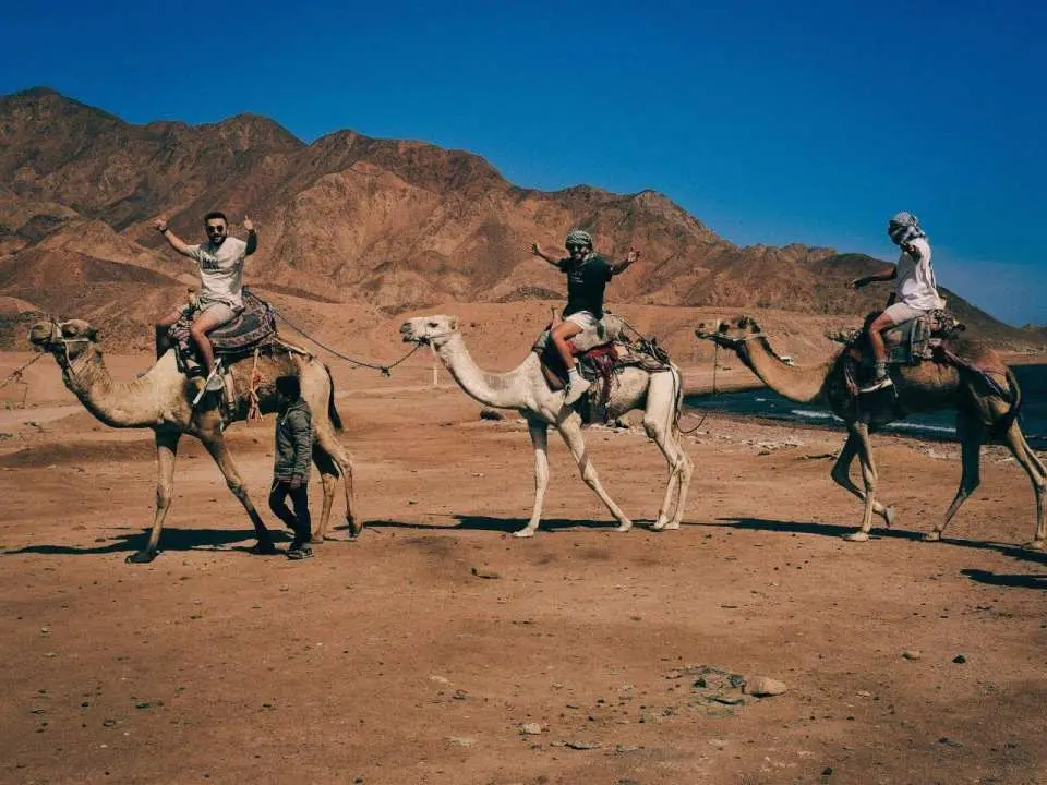 Start with the pickup or meeting arrangement confirmed after booking. Transfer time may vary depending on your hotel location, and pickup details will be confirmed one day before your activity.

Arrive at the camel-riding area and meet the local team. Confirm your selected option, either the standard one-hour camel ride or the VIP private one-hour camel ride.

Before the ride begins, listen to the basic safety and riding instructions. The guide will explain how to sit comfortably, how the route will move, and what to do during the experience.

Begin the guided camel ride through the desert surroundings. Follow the local guide at a relaxed pace and enjoy the open Sinai landscape, sandy views, and calm desert atmosphere.

If timing and route conditions allow, a short photo moment may be arranged. Exact stops may vary according to weather, safety, visibility, and animal comfort.

After completing the one-hour camel ride, return to the starting area. Guests then continue according to the confirmed transfer or meeting arrangement.