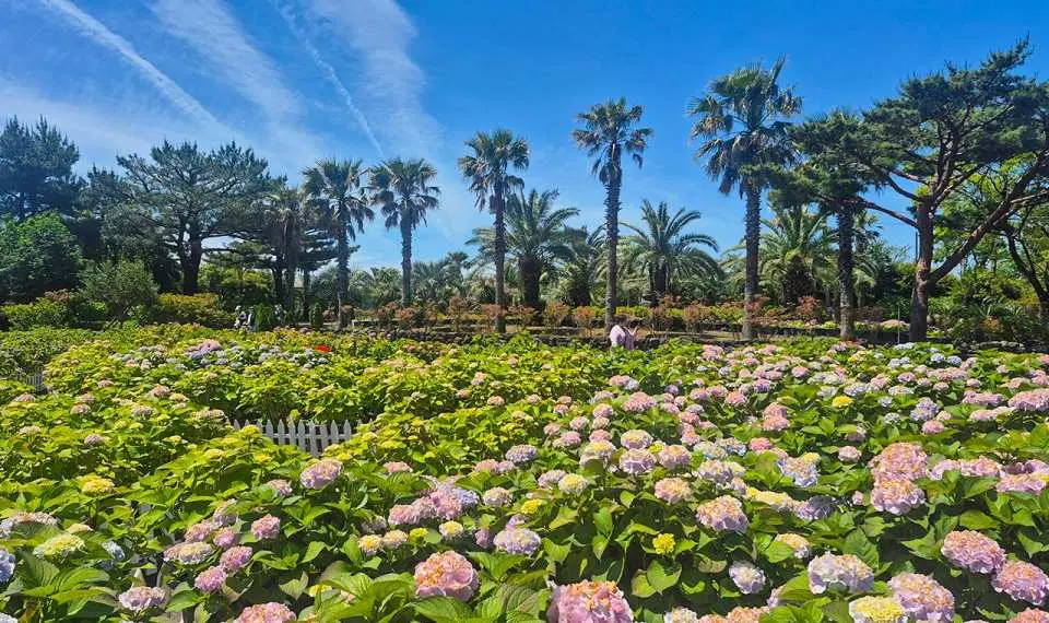 Enjoy a leisurely walk through Jeju's famous seasonal flower park, renowned for its beautiful gardens and stunning photo opportunities.