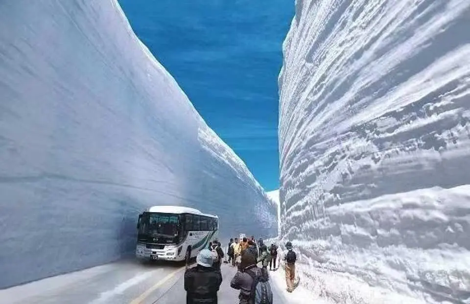 【雪の大谷】立山は世界でも有​​数の積雪地帯で、平均積雪深は約7メートル。最盛期には20メートルにも達し、10階建てのビルに匹敵する高さになります。息を呑むような雪の壁沿いを500メートルほど歩くことができ、そり滑りなどのスノーアクティビティも楽しめます。4月には除雪車が雪かきをしている様子が見られます。4月下旬から6月にかけてが最も見頃です。7月以降は雪壁が低くなりますが、8月でも雪が残っているため、スノーアクティビティを楽しむことができます。室堂や美田原はまだ雪に覆われているため、防水シューズや長靴の着用をお勧めします。雪が非常に明るいため、サングラスも用意しておくと良いでしょう。