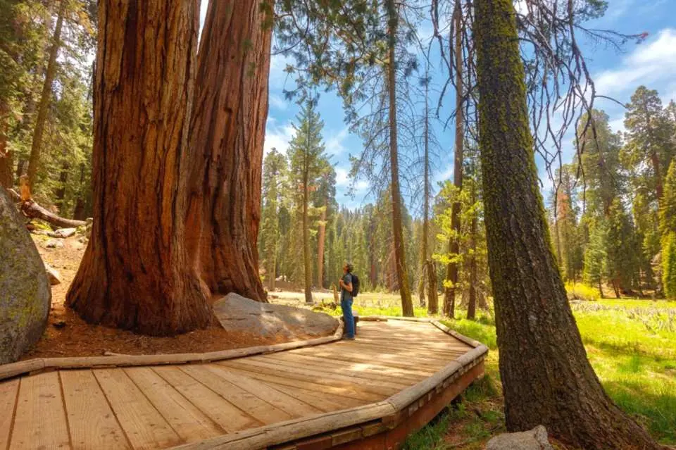帝王谷神木国家公园 Kings Canyon National Parks
帝王谷神木国家公园位于加州东部的内华达山脉，以陡峭的悬崖和险峻的峡谷著名。帝王谷地势起伏明显，主要为森林地貌，植被茂密，美洲杉和悬崖瀑布随处可见。公园有现存面积最大的红杉树林，也是世界上最大的古老原始巨林区，这里还拥有世界上最高大的树。