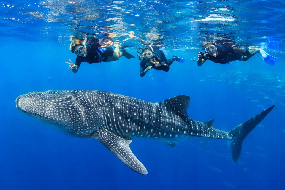 Whale sharks are the largest fish in the ocean, yet they are completely harmless to humans. Growing up to 12 meters, they move gracefully and slowly, feeding mainly on tiny plankton by filter-feeding through their wide mouths.