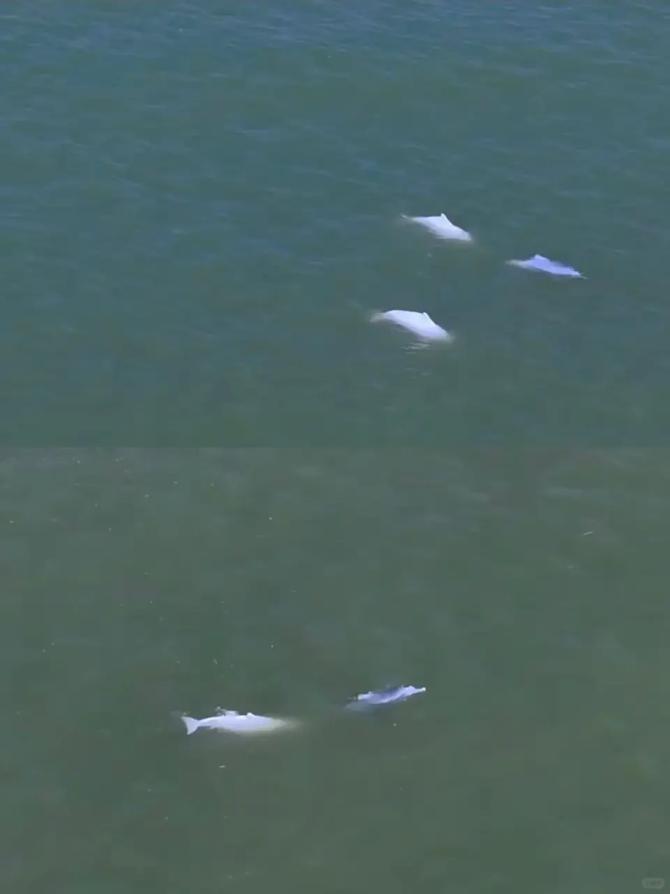 五缘湾是中华白海豚自然保护区，天气与运气俱佳时有机会目睹白海豚跃水逐浪，快来与中华白海豚约个会吧