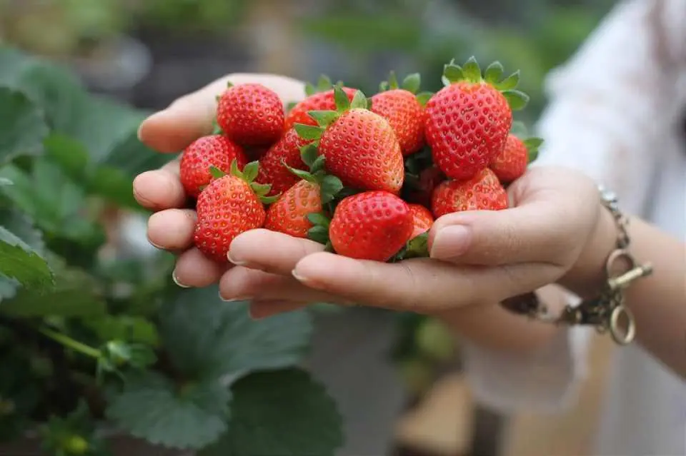 High tech strawberry farm