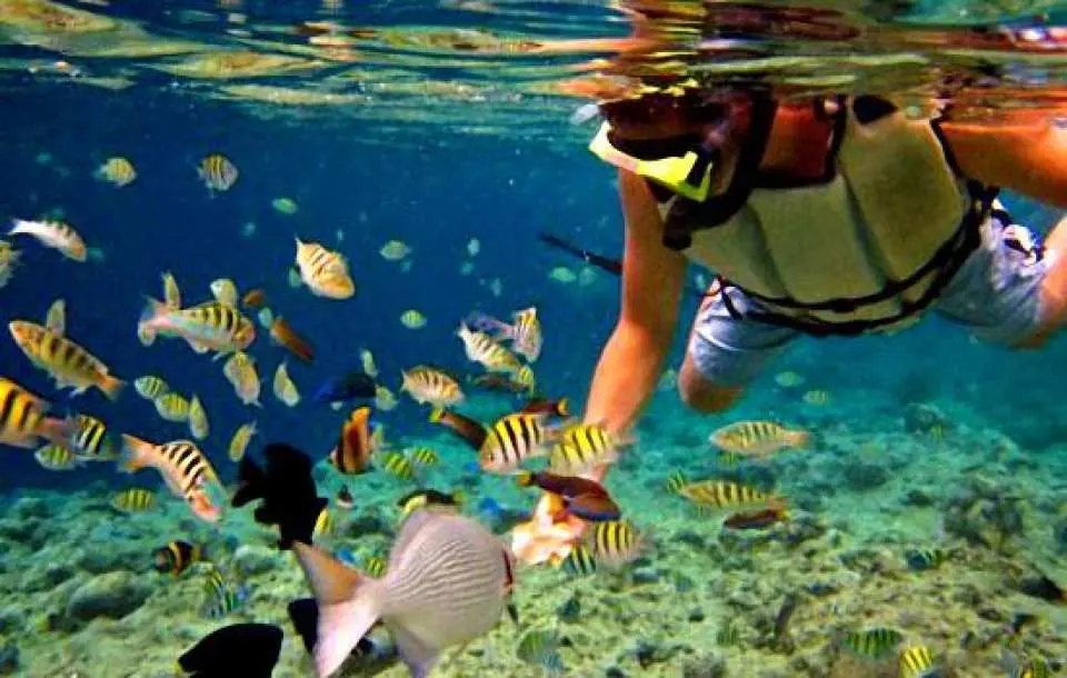 The warm, shallow waters allow you for close interaction with hundred species of colorful fish at the fish sanctuary.