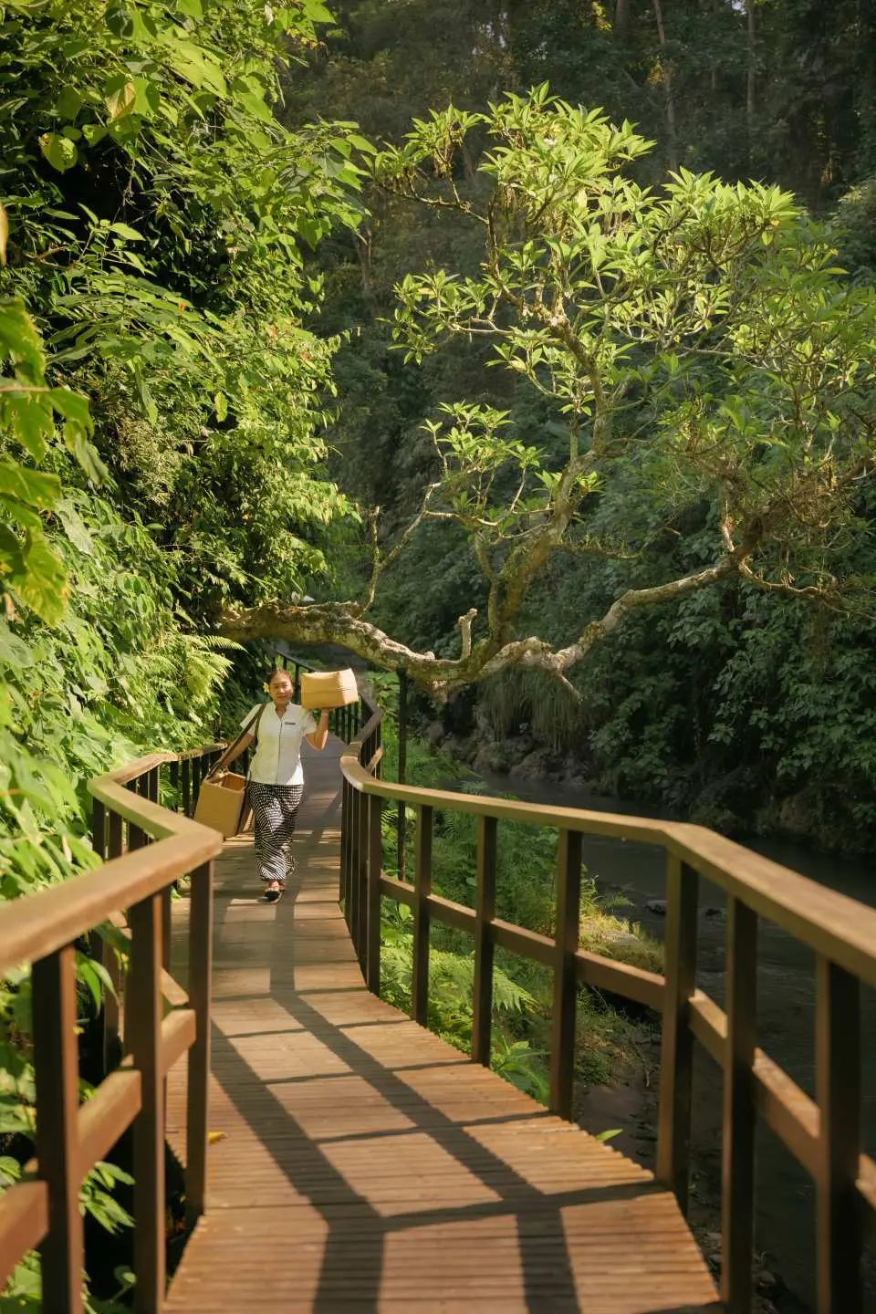 A guest walks on a wooden bridge winding through Bali's lush rainforest at Maya Ubud Spa, leading to a secluded spa area, embracing nature's tranquility.