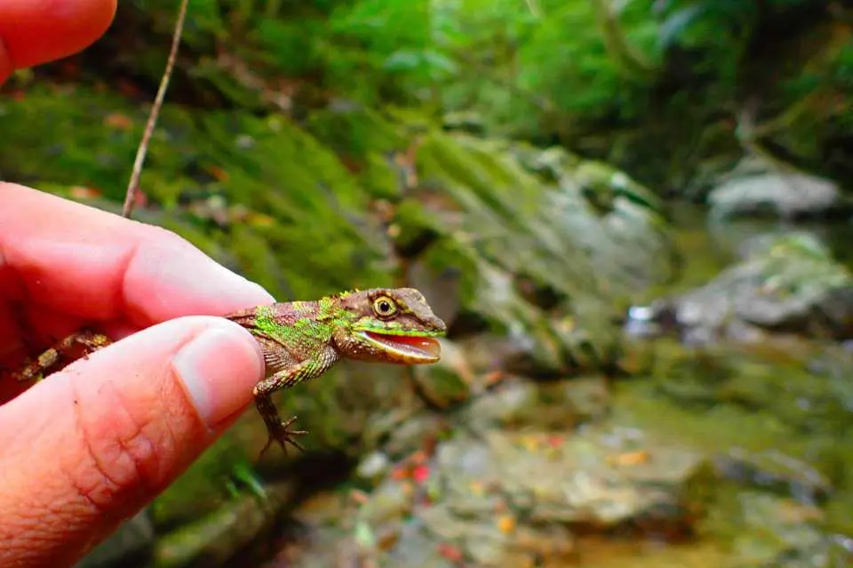 [Encounters with Precious Creatures]
In the Yanbaru forest, precious endemic species of plants and animals that can only be found here thrive. To connect this irreplaceable nature and culture to the future, we will convey its charm to you in its entirety through our tours.