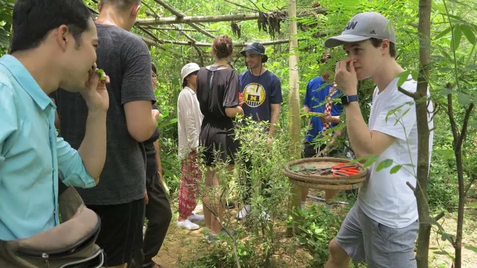 Arrive at Madame Vân_Food & Drinks and be welcomed with a special herb Lemon Tea with Butterfly Pea Flower, freshly picked from the garden.