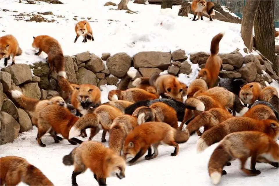 Fox Village