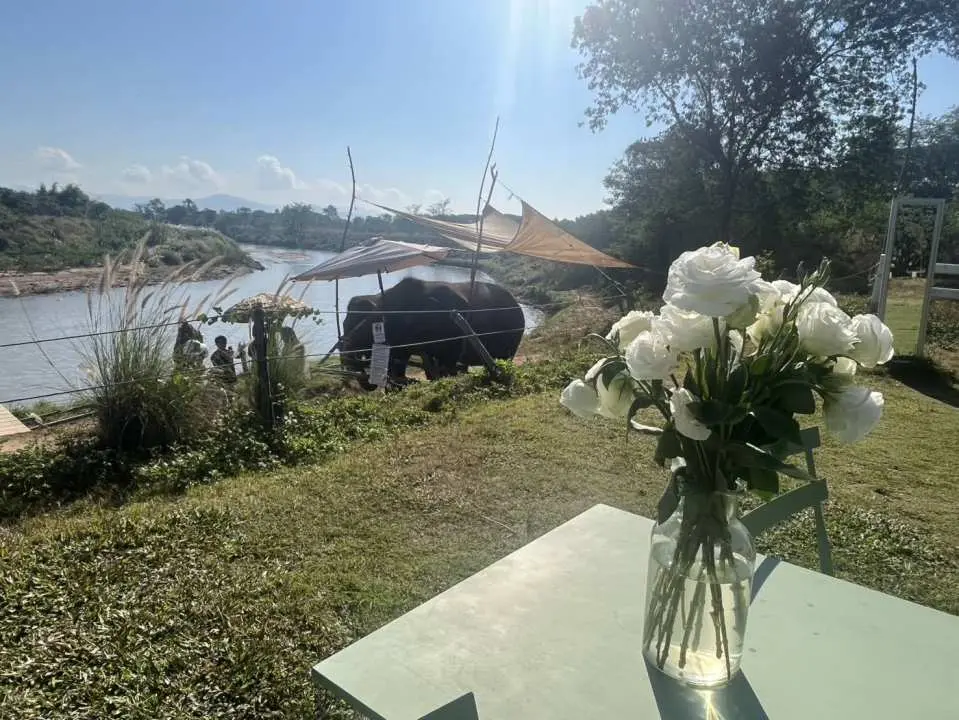 Peaceful Vibes at Elely Café
