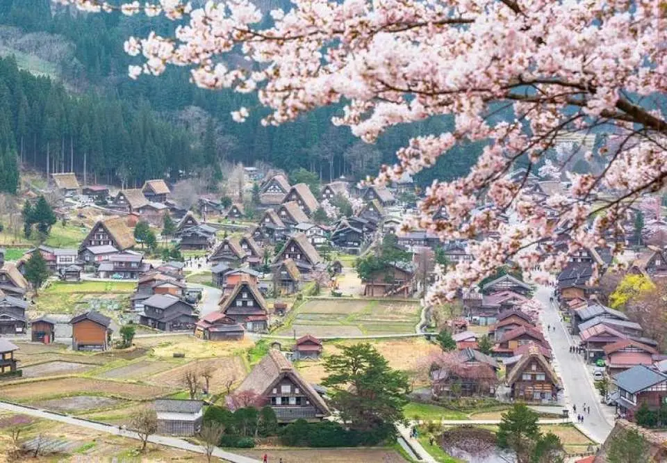 Miyama Gassho-zukuri Village, located north of Kyoto, is a traditional village with a well-preserved cluster of thatched-roof houses, known as "Japan's original landscape." Dozens of traditional Gassho-zukuri houses are nestled among mountains and streams, offering different natural beauties in each season—cherry blossoms in spring, lush greenery in summer, vibrant autumn leaves, and picturesque snowscapes in winter. Visiting here is like stepping into a tranquil and warm rural painting.

🌾 The scenery is healing in all four seasons

• 🌸 Spring: Cherry blossoms adorn the landscape, creating a fresh and peaceful atmosphere.

• 🌿 Summer: Surrounded by greenery, like a fairytale forest.

• 🍁 Autumn: Encircled by vibrant autumn leaves, creating rich layers of color.

• ❄️ Winter: Snow covers the rooftops, like entering a fairytale world.

👉 When the lights are on in winter, the atmosphere is absolutely stunning (perfect for taking photos).