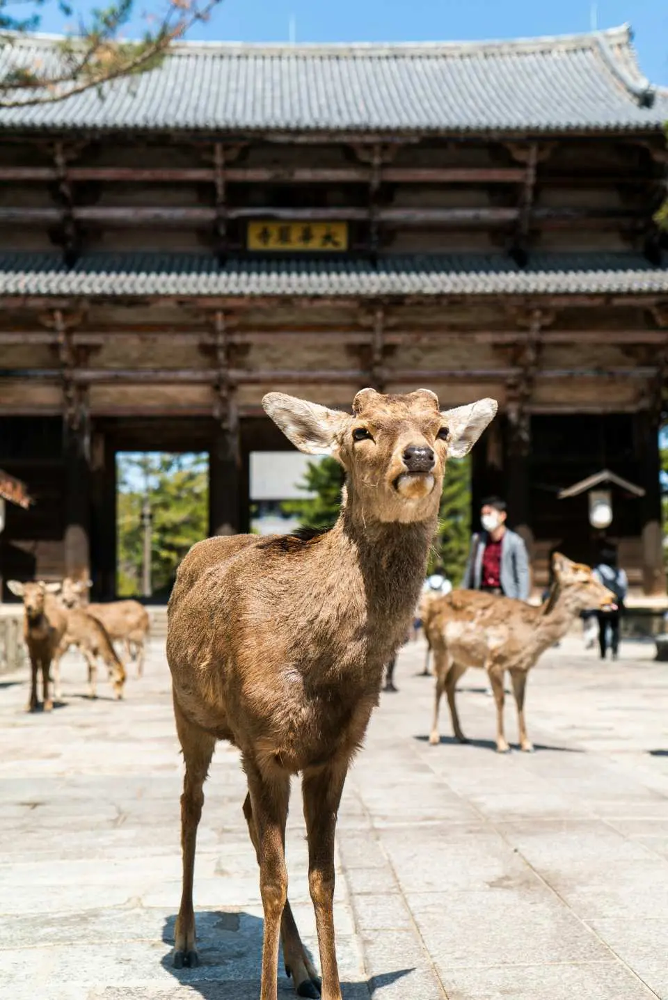 Arrival at Nara Park