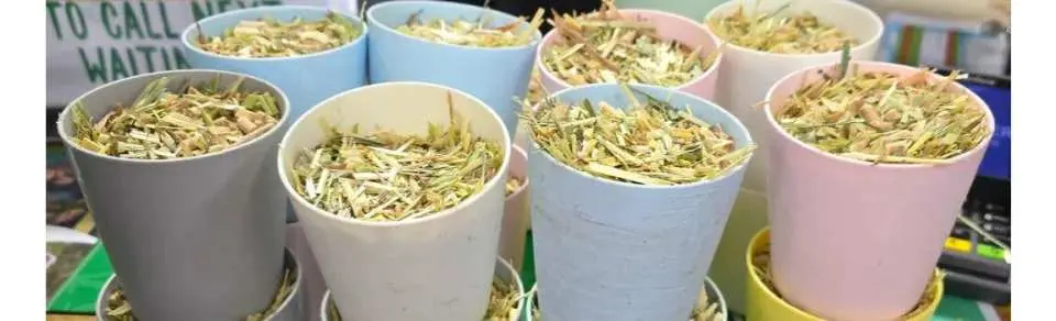 오직 대한관광여행사 고객님들께는  캥거루와 쿼카 먹이를 무료로 제공합니다. 일반 관광객들과 함께 긴 줄을 설 필요 없이, 패스트 트랙(Fast Track)을 통해 먹이와 함께 빠르게 입장할수 있습니다. 더욱 즐겁고 편안한 여행을 위한 세심한 배려, 이것이 바로 대한관광여행사만의 차별화된 서비스 입니다.