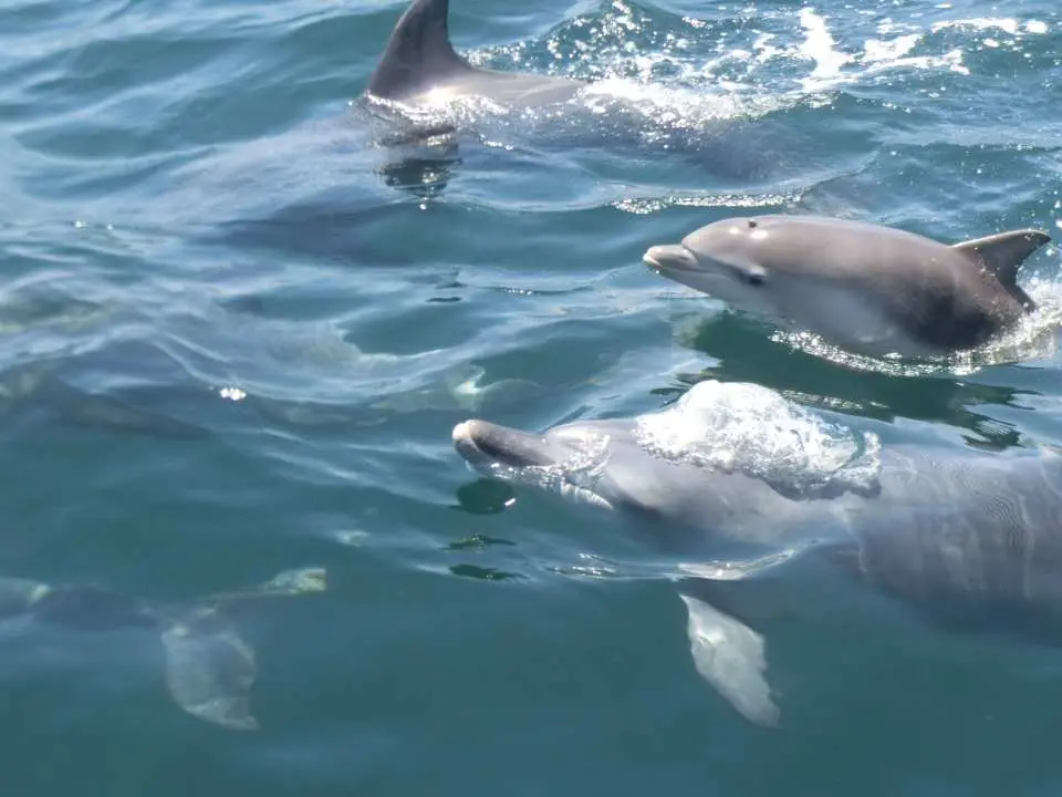 [Optional] Dolphin Watching
Approximately 200 wild bottlenose dolphins live off the coast of Tsujishima Island in Itsuwa Town, Amakusa City.
This is a rare area in the world where they can be seen year-round, and you'll be guided by a local captain who knows these waters inside and out! You'll be thrilled by the sight of the dolphins swimming gracefully right in front of you!
The sight of wild dolphins swimming leisurely through the sparkling sea is both soothing and moving to watch.
