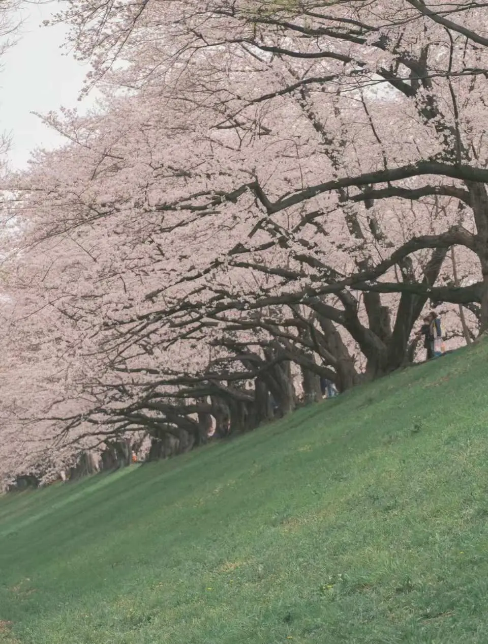 Sewaritei(recommended stay of approximately 45–60 minutes)
The cherry blossom embankment walkway and cherry blossom tunnel in Kansai are the most famous and representative of the riverside scenery.