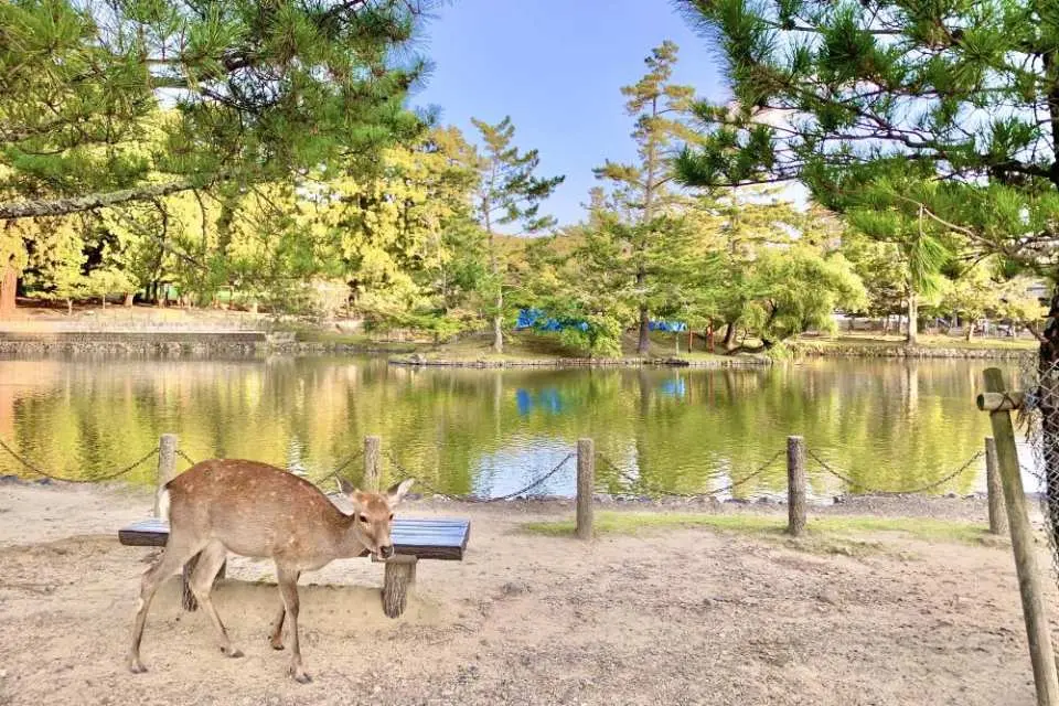 奈良公園自由餵鹿