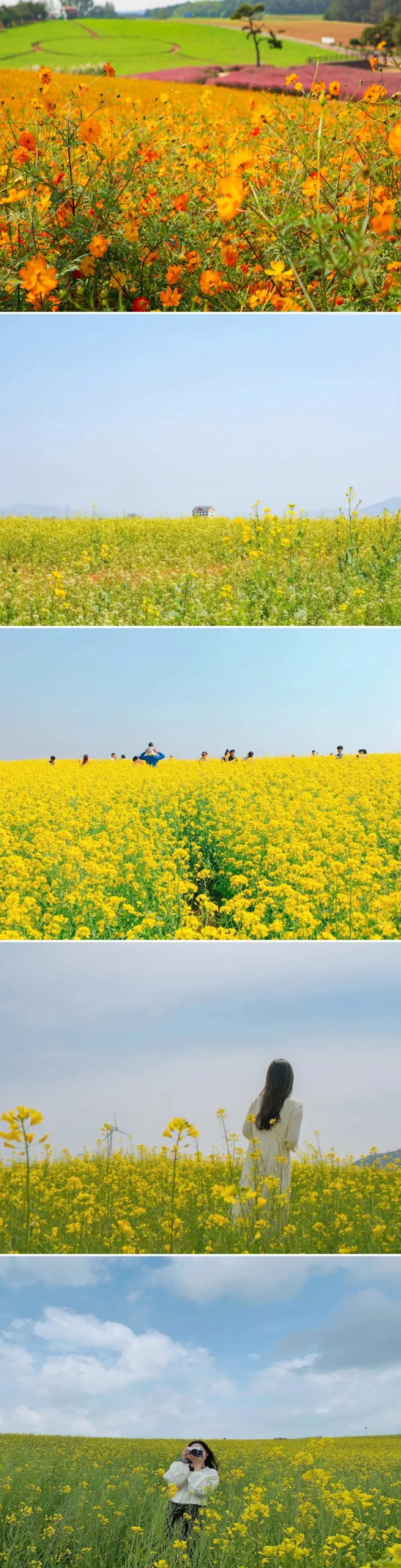💛 無盡的黃色地平線。這裡是絕佳的拍照地點，您可以在標誌性的油菜花叢中捕捉最美好的春日瞬間。