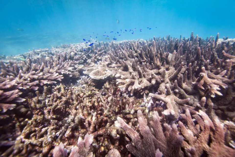 澎湖南四島国立公園 | 東裕平紫ラベンダー珊瑚の森シュノーケリングと