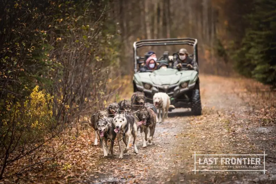 フェアバンクス犬ぞりツアー｜アラスカ - KKday