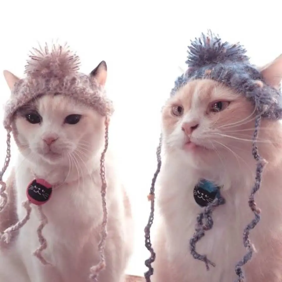 にゃんこ博覧会2024 前売券 予約（大阪府・展覧会） - KKday