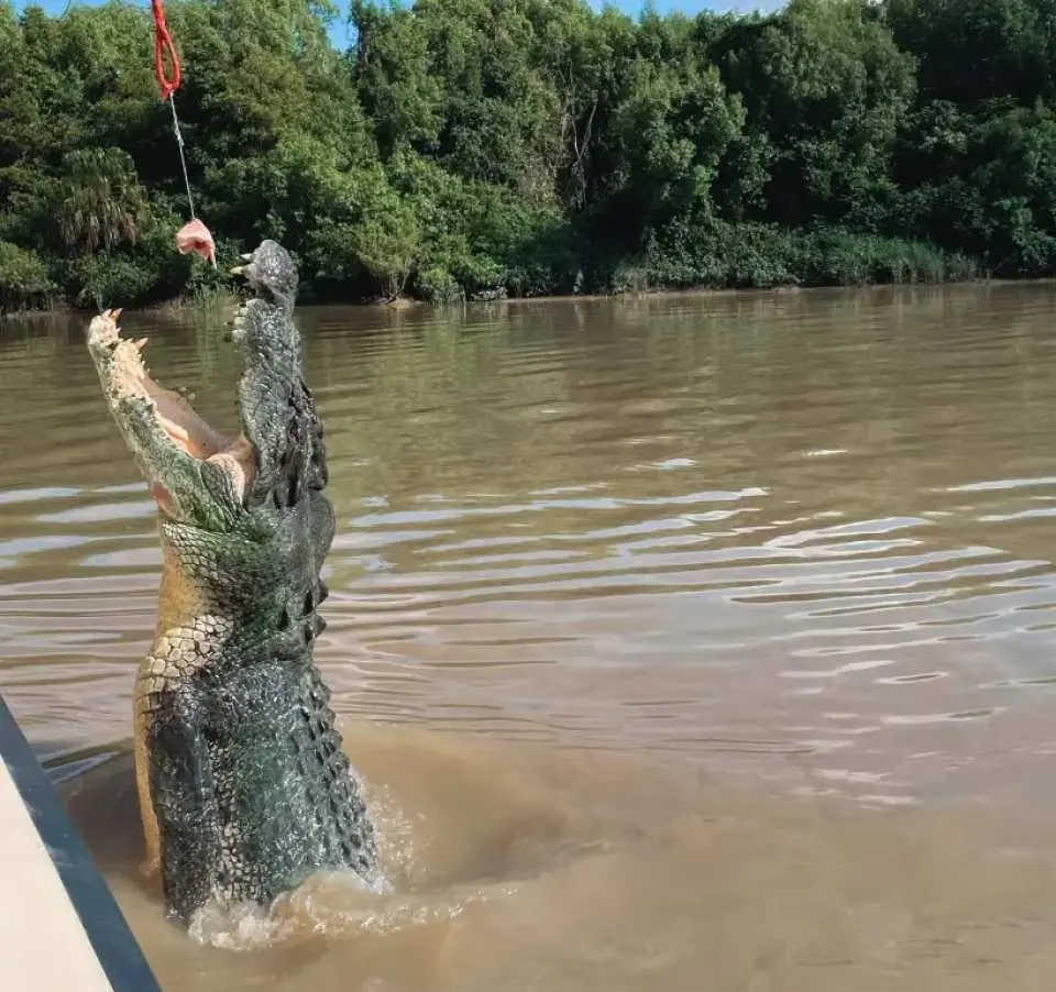 ダーウィン クロコダイル ツアー |ジャンピング クロックス クルーズ