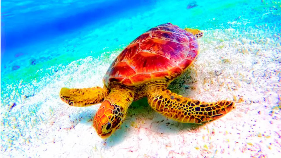 沖縄 美ら海水族館・ジャングリア近く 秘境ビーチでシュノーケリング