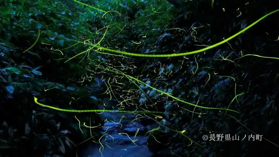 長野ホタル鑑賞温泉2日間ツアー】日本固有種「ゲンジホタル」鑑賞