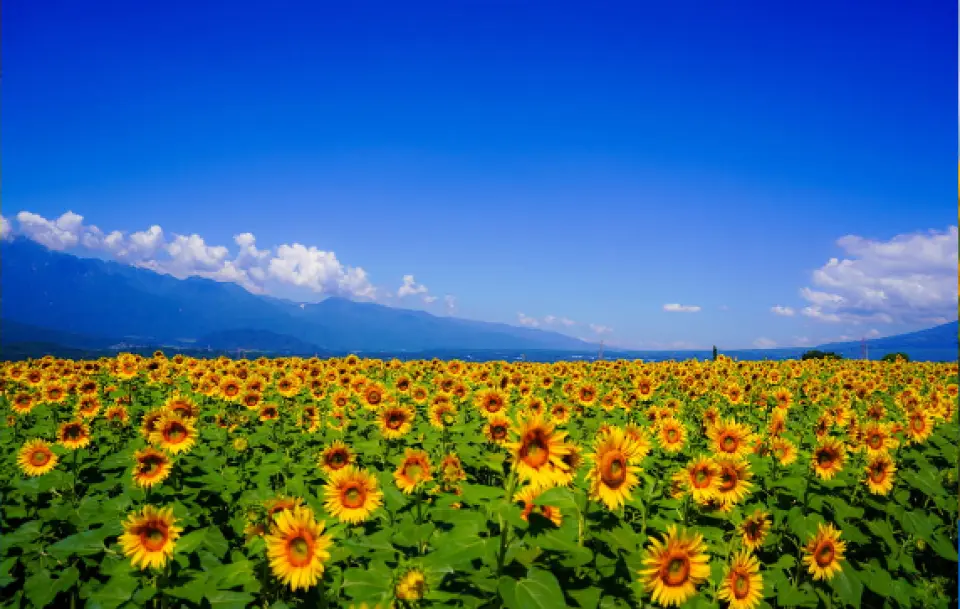ひまわり様専用 ぶどう見繕い 夏季限定 ひまわりの花の海