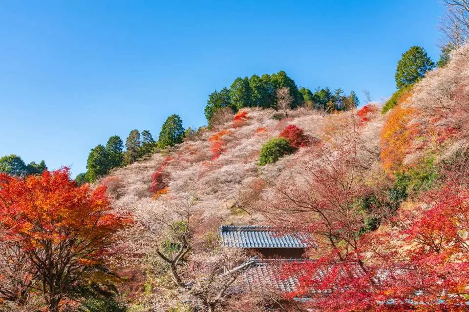 名古屋日帰り紅葉狩り】桜と紅葉の絶景！「大原四季桜」＆「香嵐渓」の