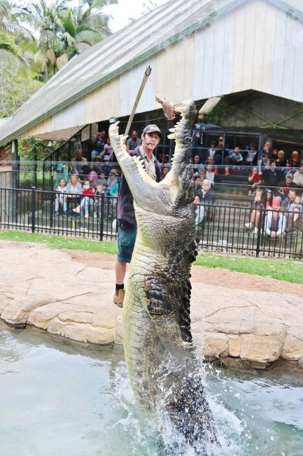 Billabong Zoo Ticket Australia KKday