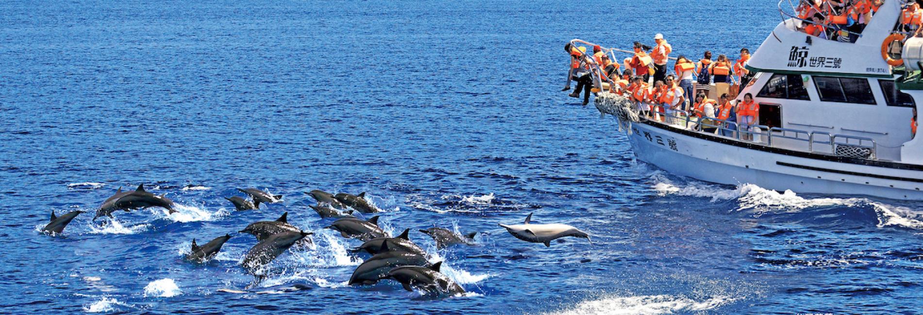 [Super Value Combination Package] Hualien Whale Watching｜Whale World