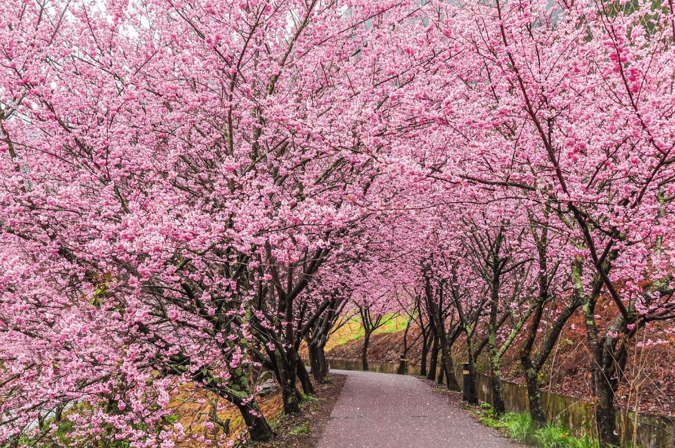 A canopy of cherry blossoms in Wuling Farm, Taiwan