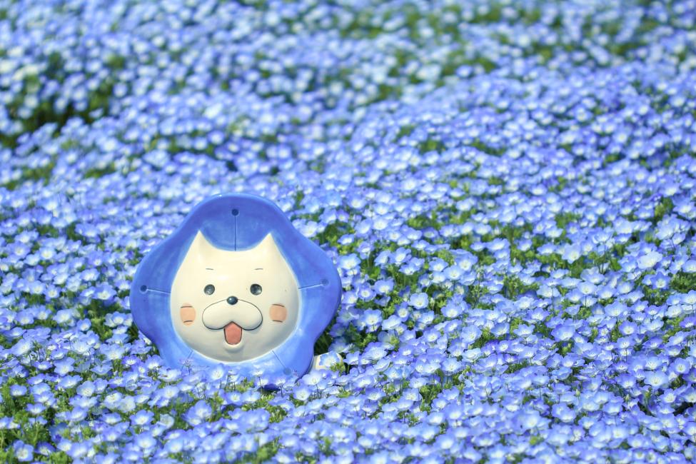 Nemophila Festival 2022 Ticket Osaka KKday