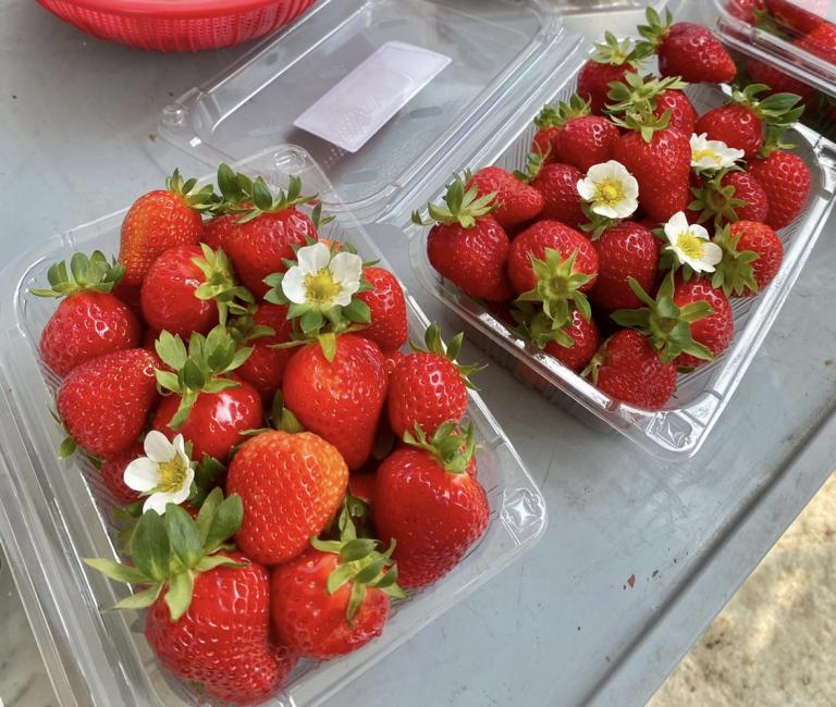 Winter Only Strawberry Picking Experience Eobi Ice Valley Nami 