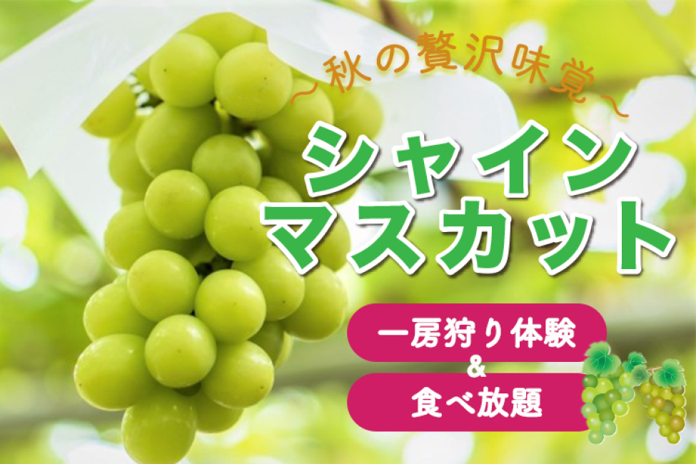 Trải nghiệm săn bắn Shine Muscat AllYouCanEat & 1 Farm, Vua hương vị