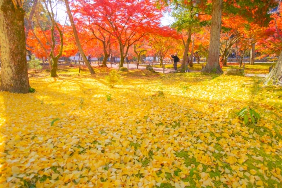hidden-kyotogenic-for-autumn-with-subway-1-day-pass-tour-kkday
