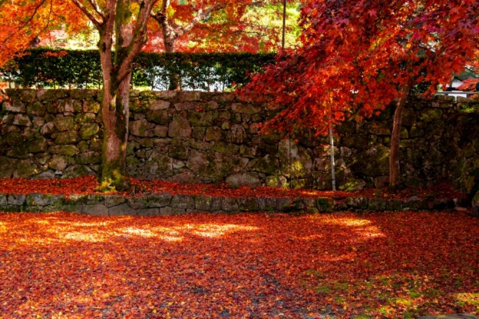 hidden-kyotogenic-for-autumn-with-subway-1-day-pass-tour-kkday