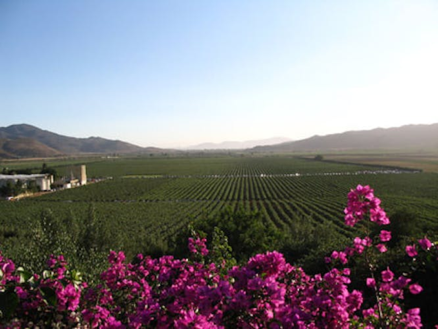Baja wine tour - KKday