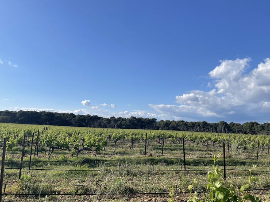 Picpoul de halfday minibus tour with oyster and wine tasting KKday