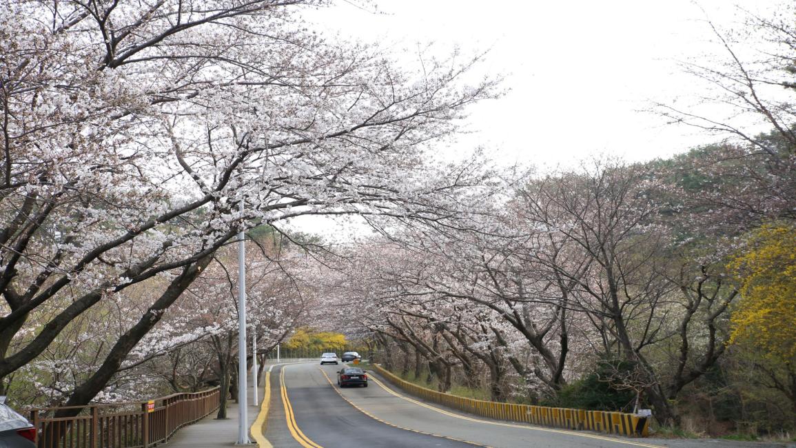 釜山追櫻｜大渚秘境、三樂櫻花隧道、海雲台迎月路一日遊