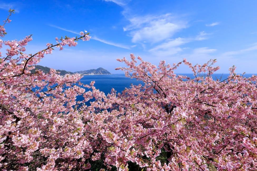 櫻花季 九州賞櫻一日遊 河津櫻 佐伯城 佐伯壽司 福岡出發 Kkday