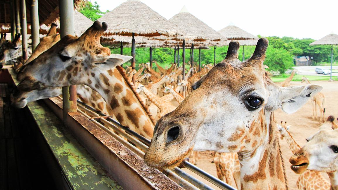 動物・サファリ・探検 入園入学オーダー受付中 （那須サファリパーク）